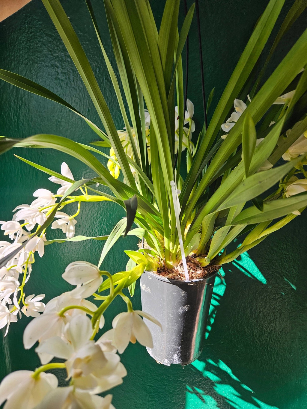 Cymbidium 'Ice Cascade' - SGP Garden Ltd