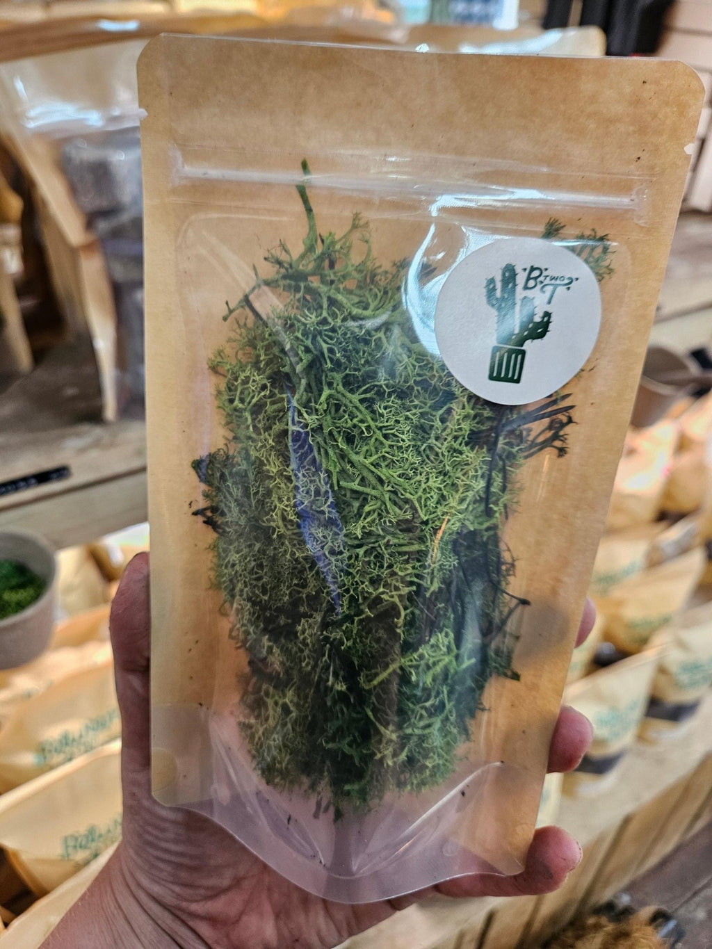Decorative Reindeer Moss - SGP Garden Ltd