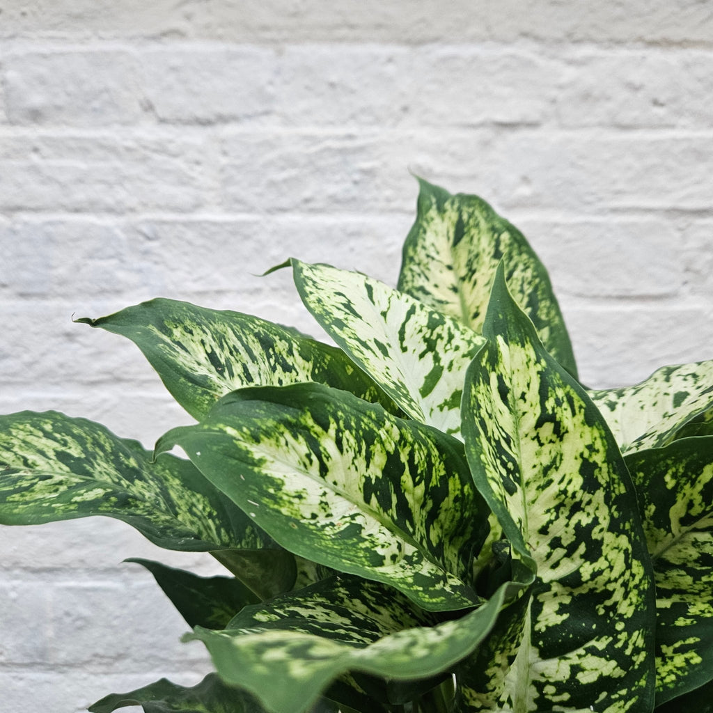 Dieffenbachia 'Compacta' (Dumb Cane) - SGP Garden Ltd