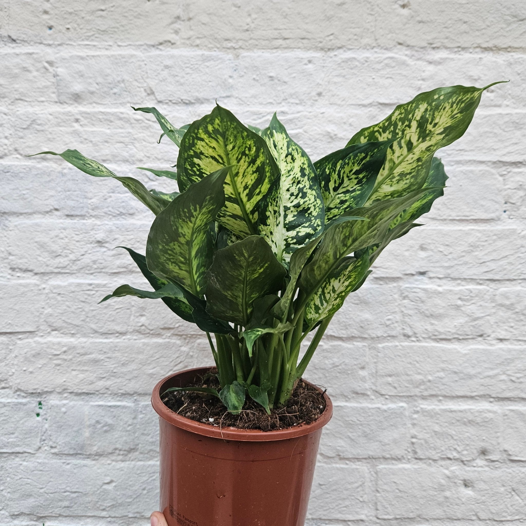 Dieffenbachia 'Compacta' (Dumb Cane) - SGP Garden Ltd