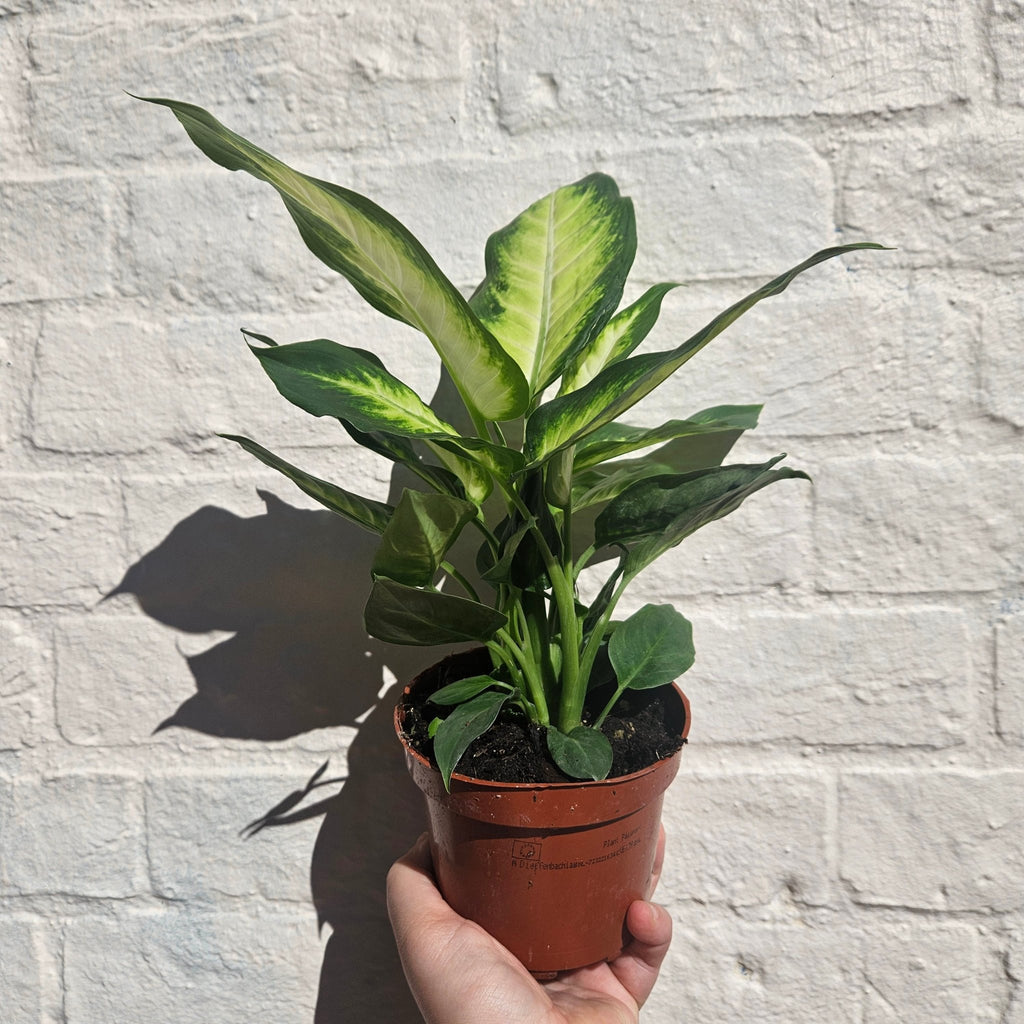 Dieffenbachia (Dumb Cane) - SGP Garden Ltd