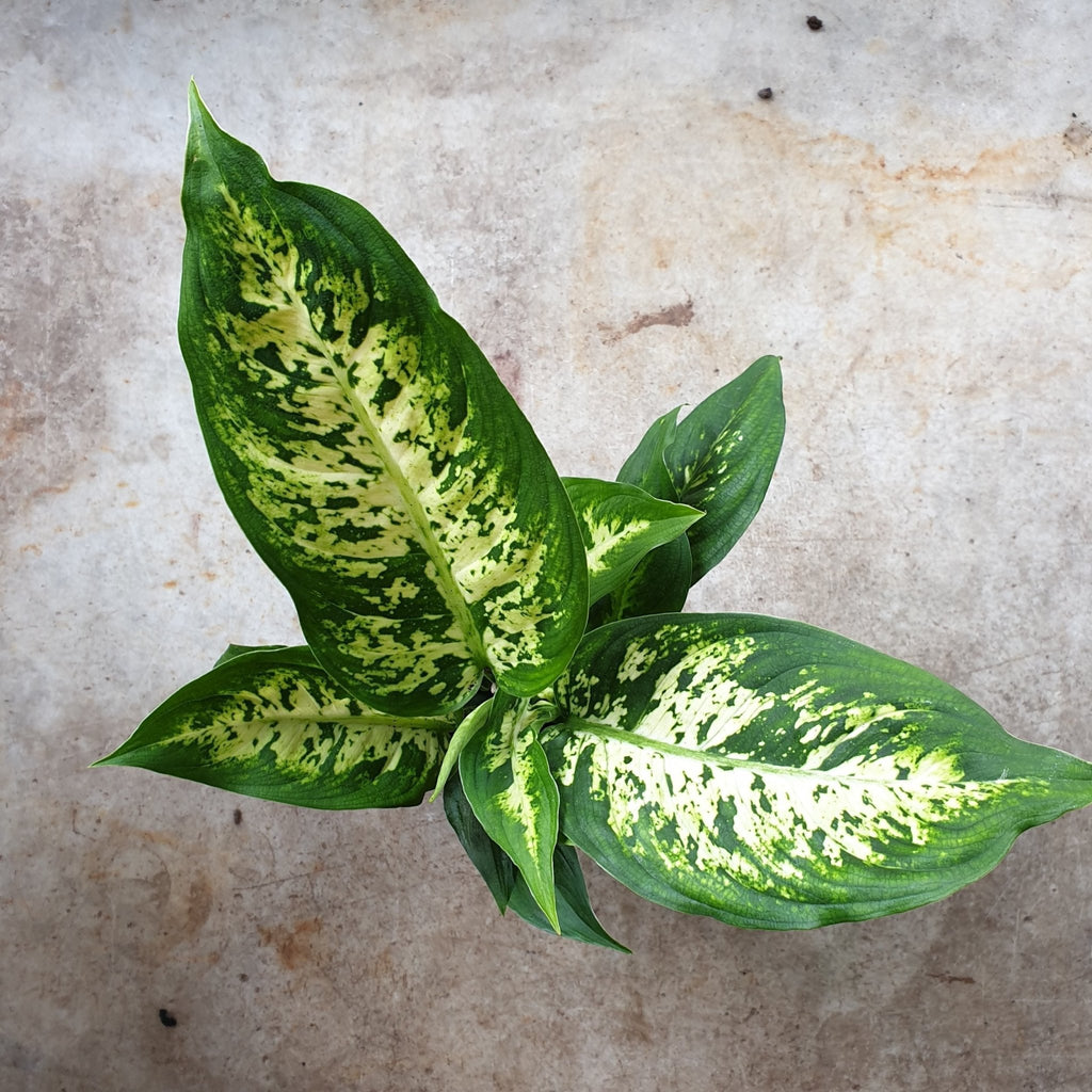 Dieffenbachia (Dumb Cane) - SGP Garden Ltd