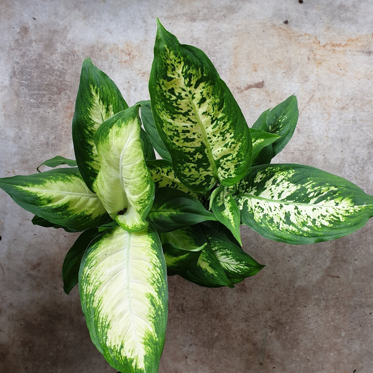Dieffenbachia (Dumb Cane) - SGP Garden Ltd