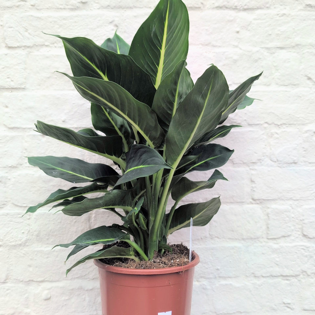 Dieffenbachia 'Green Magic' (Dumb Cane) - SGP Garden Ltd