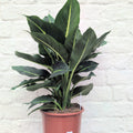 Dieffenbachia 'Green Magic' (Dumb Cane) - SGP Garden Ltd