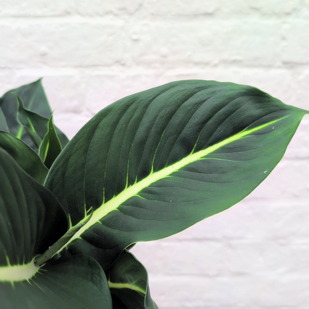 Dieffenbachia 'Green Magic' (Dumb Cane) - SGP Garden Ltd