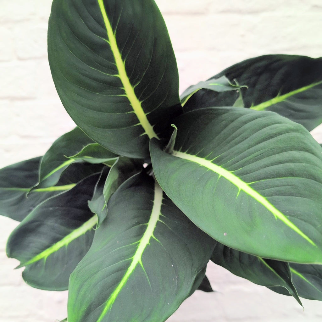 Dieffenbachia 'Green Magic' (Dumb Cane) - SGP Garden Ltd
