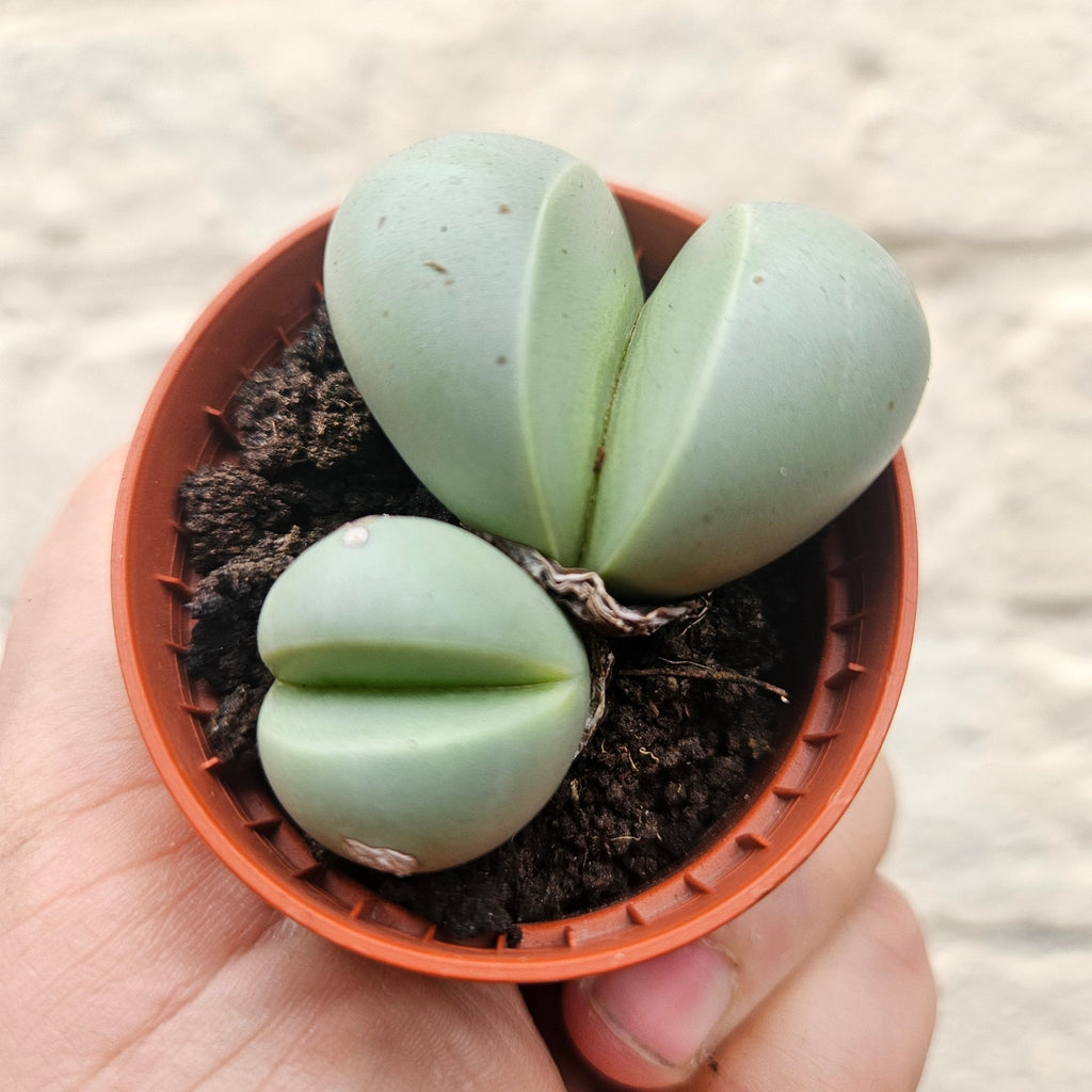 Dinteranthus puberulus (Stone Plant) - SGP Garden Ltd