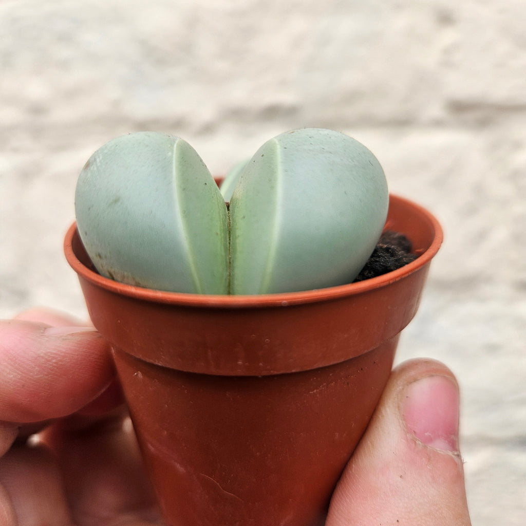 Dinteranthus puberulus (Stone Plant) - SGP Garden Ltd