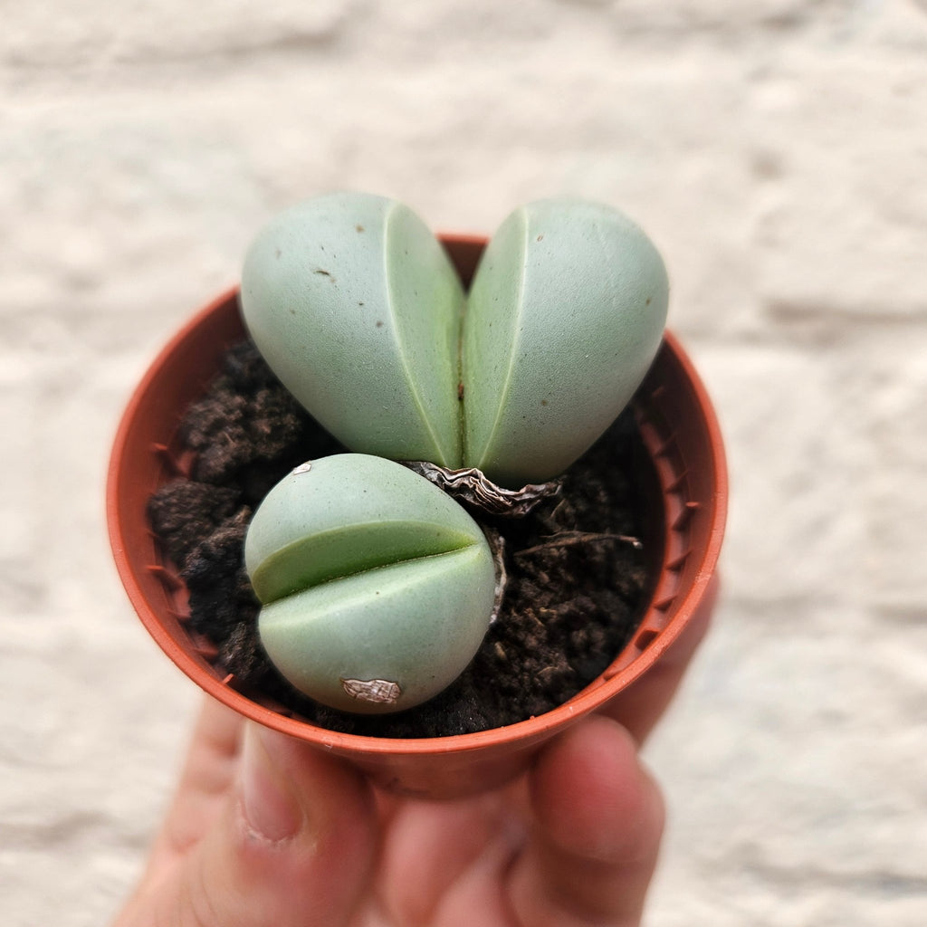 Dinteranthus puberulus (Stone Plant) - SGP Garden Ltd