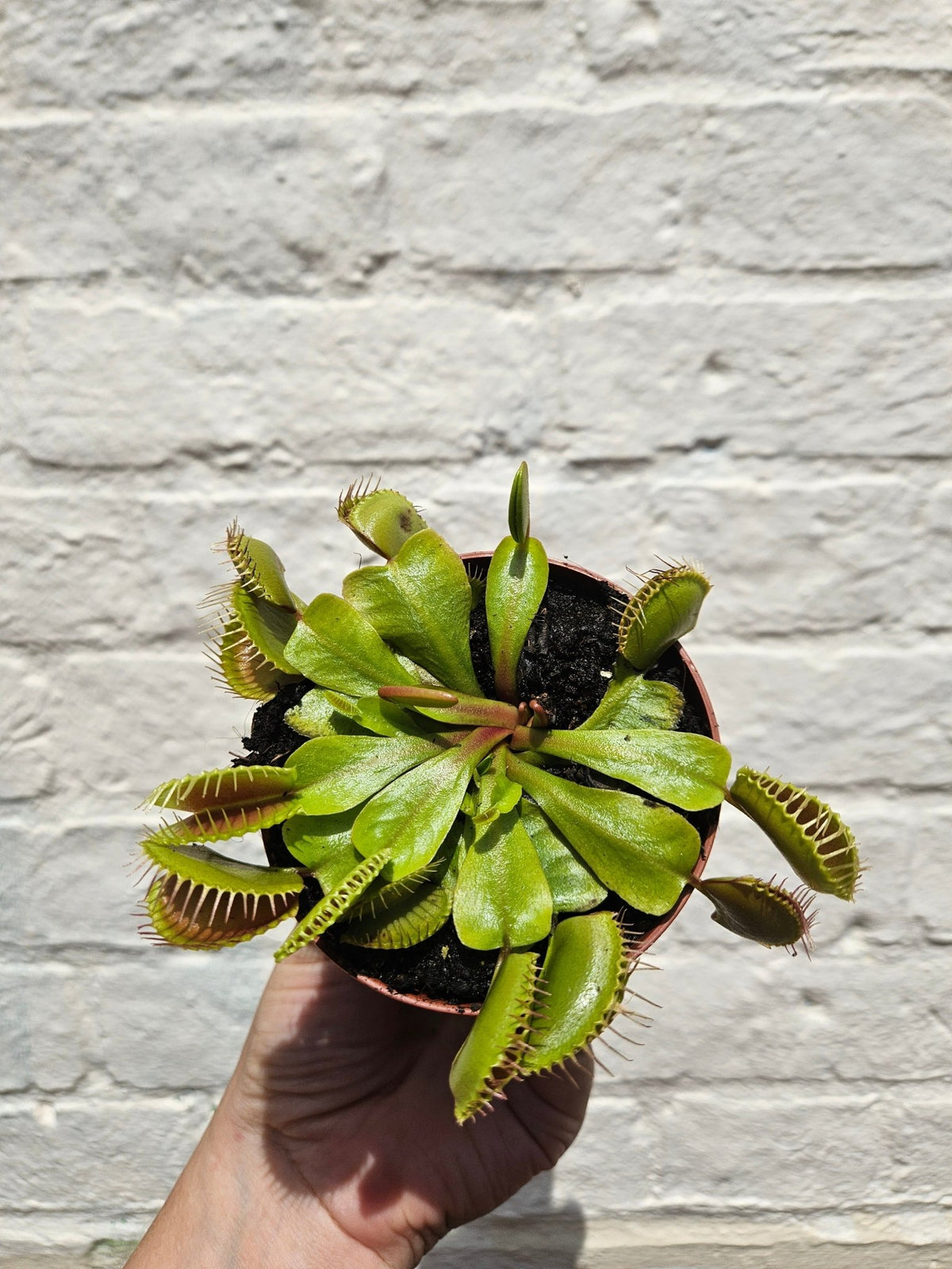 Dionaea muscipula (Venus flytrap) - SGP Garden Ltd