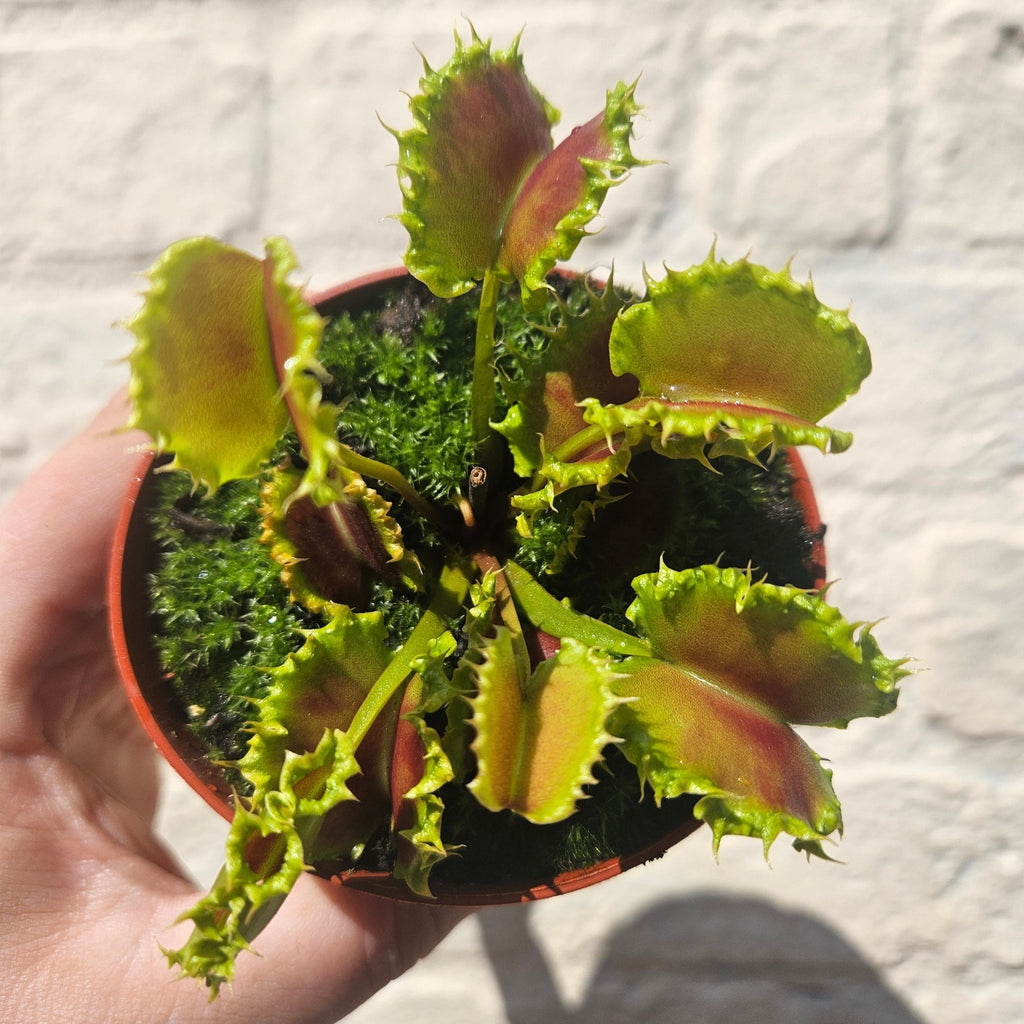 Dionaea muscipula 'Zipp' (Venus Flytrap Zipp) - SGP Garden Ltd