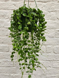 Dischidia nummularia (String of Nickels) - SGP Garden Ltd