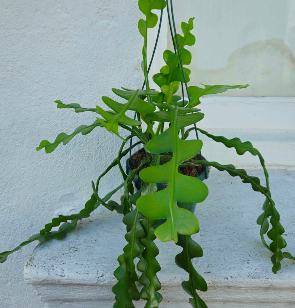 Disocactus anguliger (Fishbone Cactus) - SGP Garden Ltd