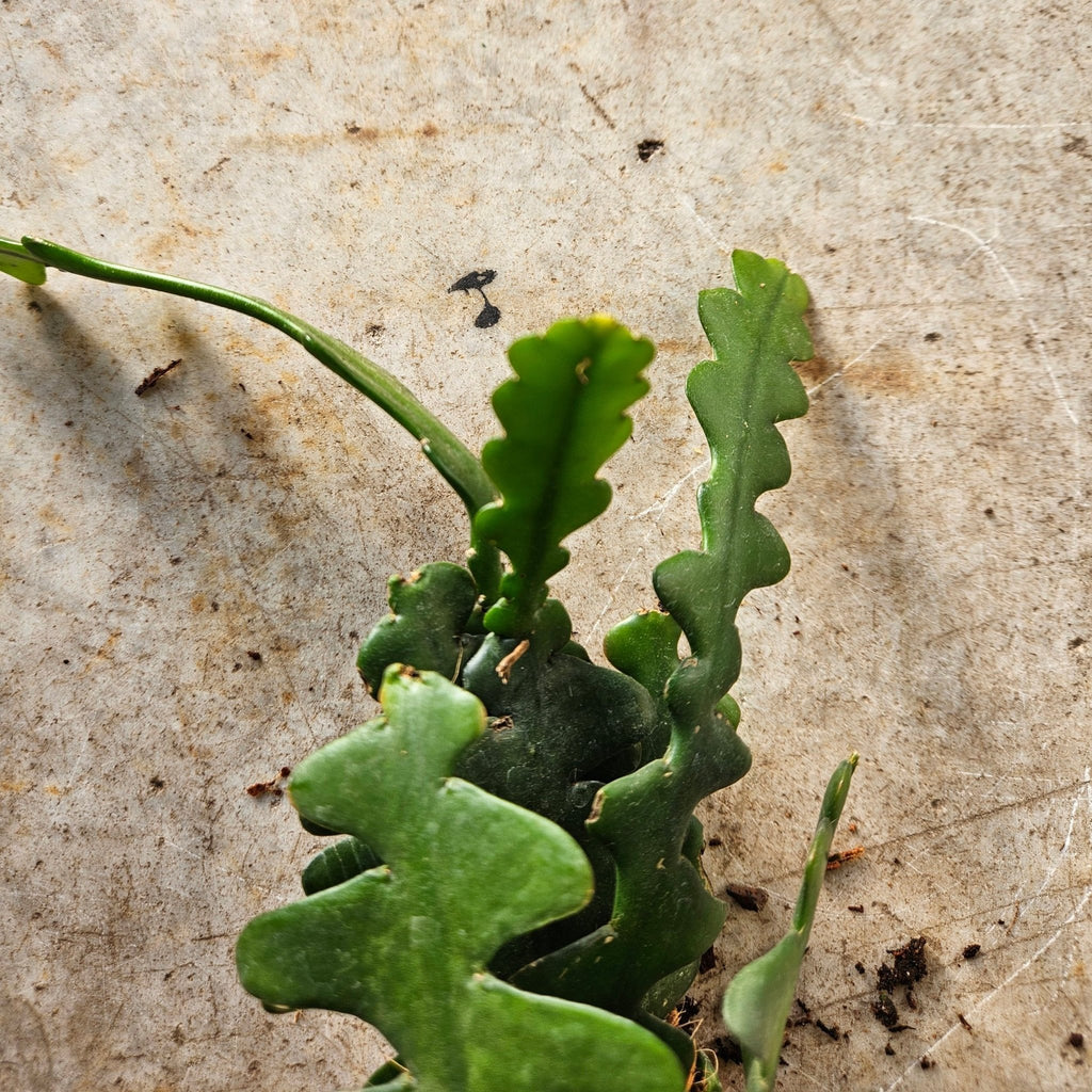 Disocactus anguliger (Fishbone Cactus) - SGP Garden Ltd
