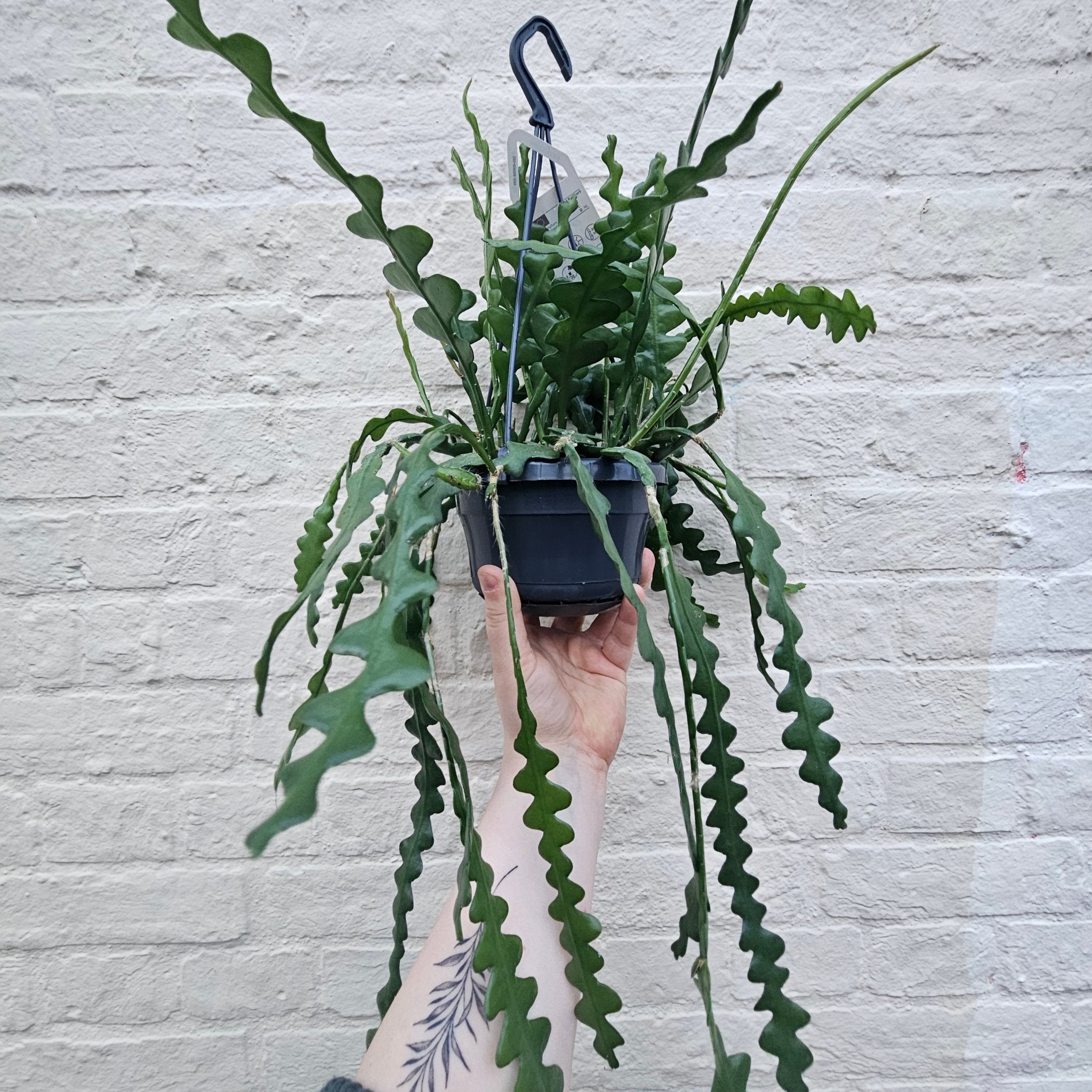 Disocactus anguliger (Fishbone Cactus) - SGP Garden Ltd
