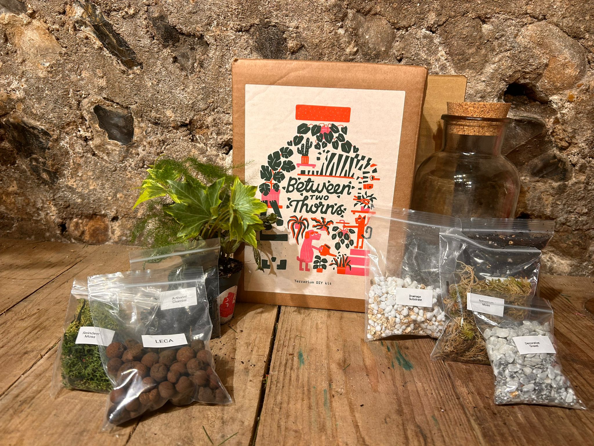 DIY Closed Terrarium Kit - Two Sizes! - SGP Garden Ltd