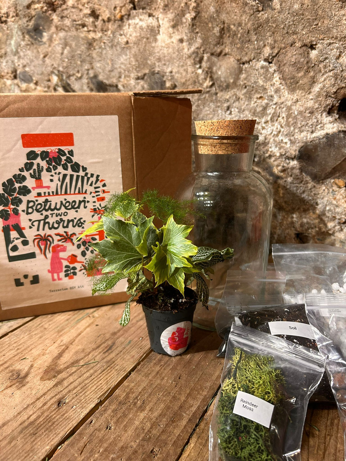 DIY Closed Terrarium Kit - Two Sizes! - SGP Garden Ltd