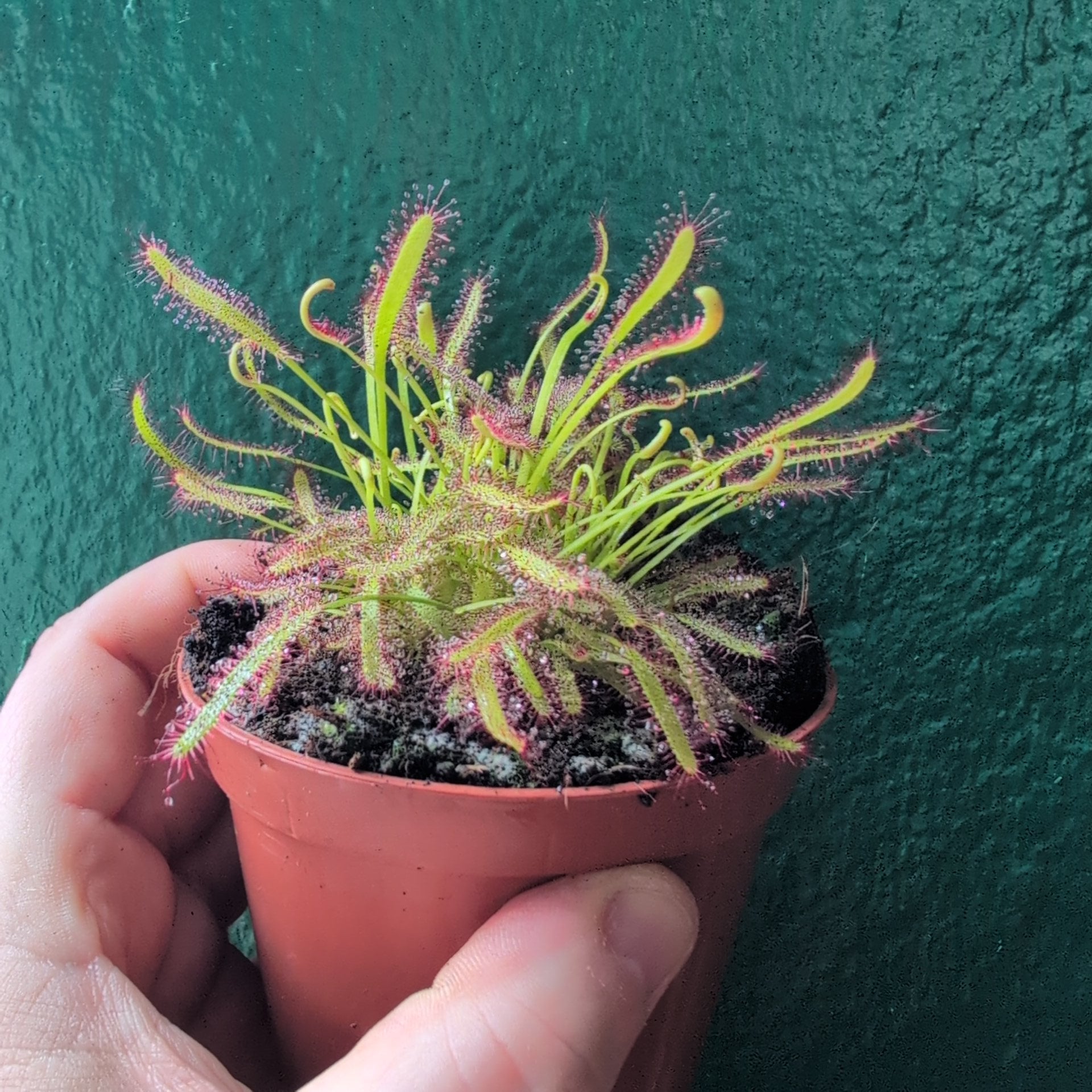 Drosera capensis (Cape Sundew) - SGP Garden Ltd