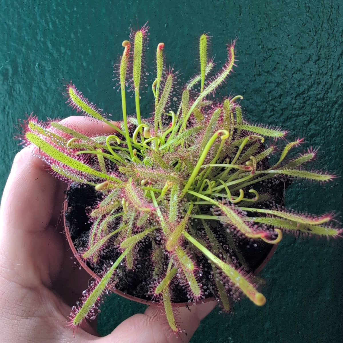Drosera capensis (Cape Sundew) - SGP Garden Ltd