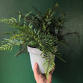 Dryopteris affinis (Golden Shield Fern) - SGP Garden Ltd