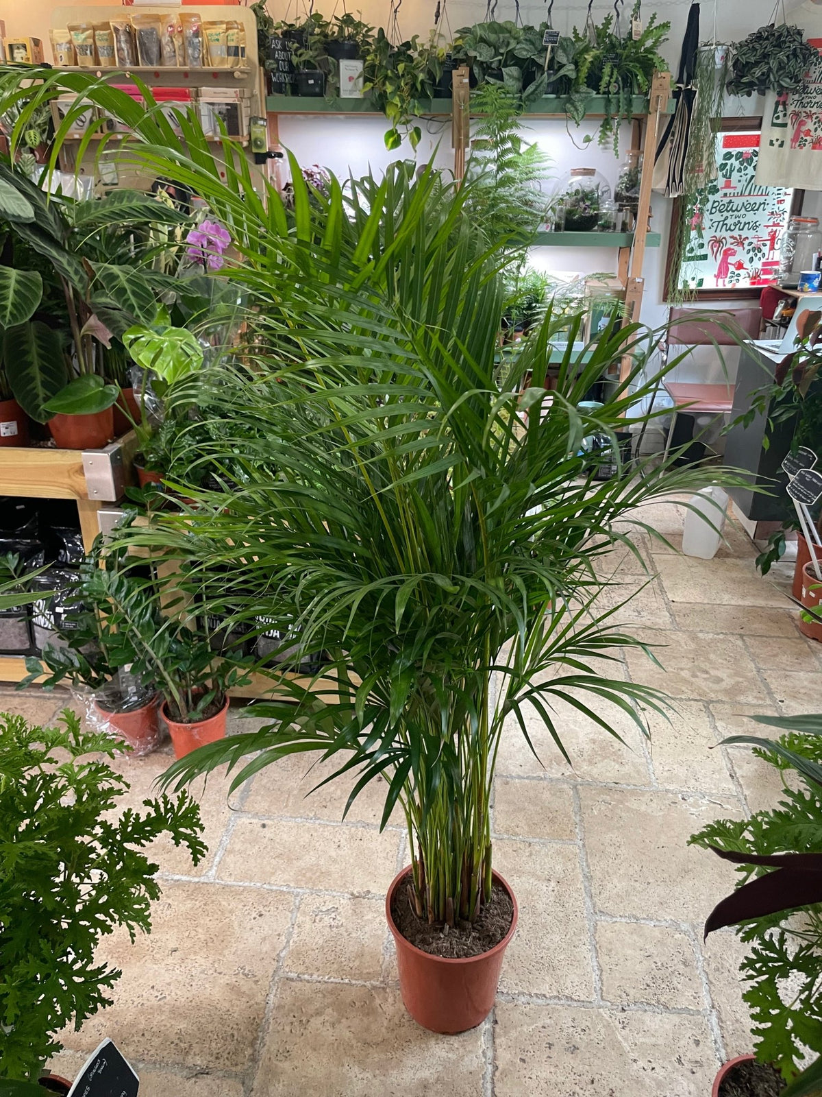 Dypsis lutescens (Areca Palm) - SGP Garden Ltd