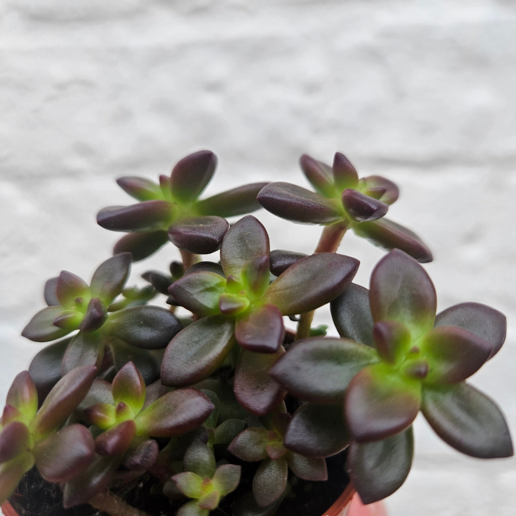 Echeveria Compressicaulis - SGP Garden Ltd