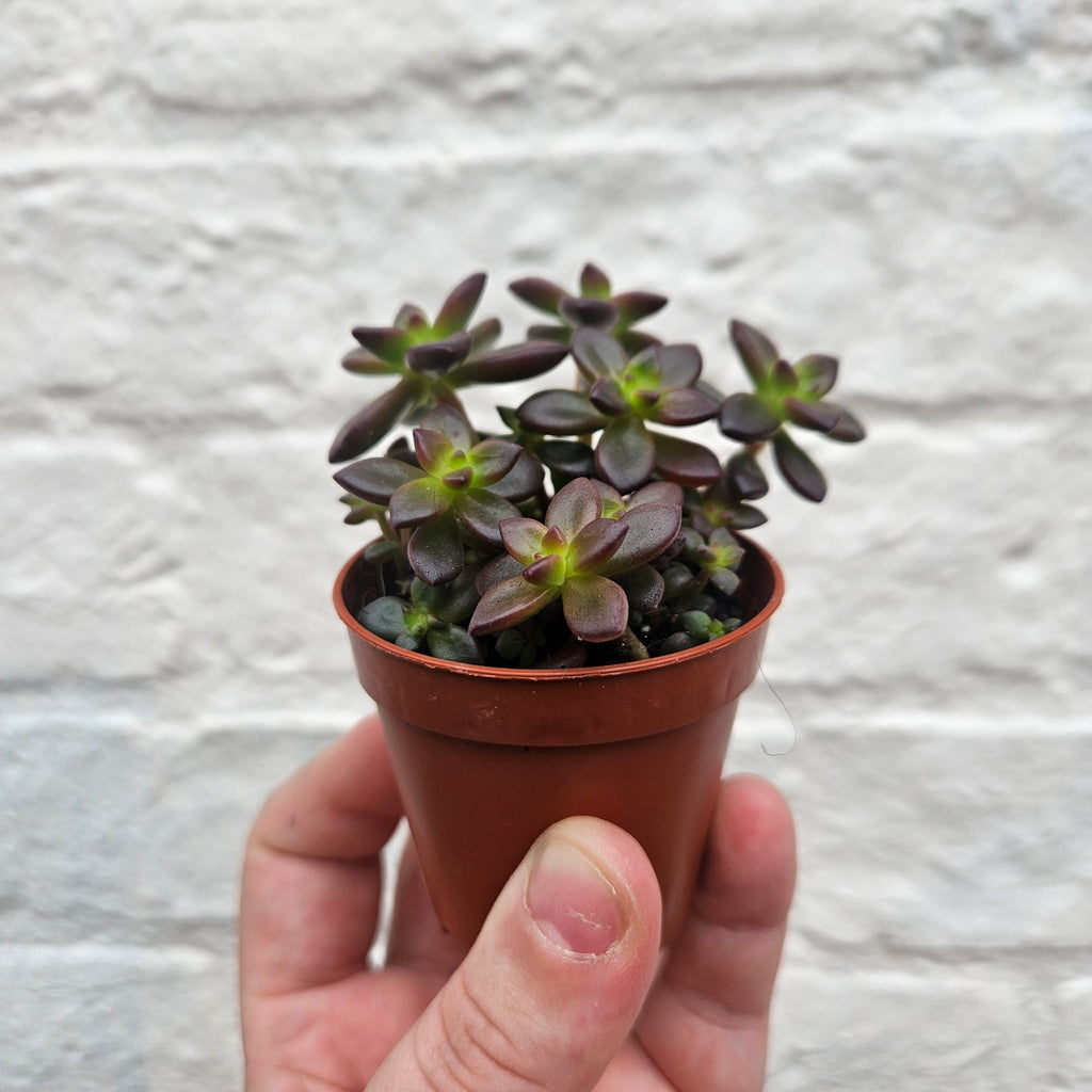 Echeveria Compressicaulis - SGP Garden Ltd
