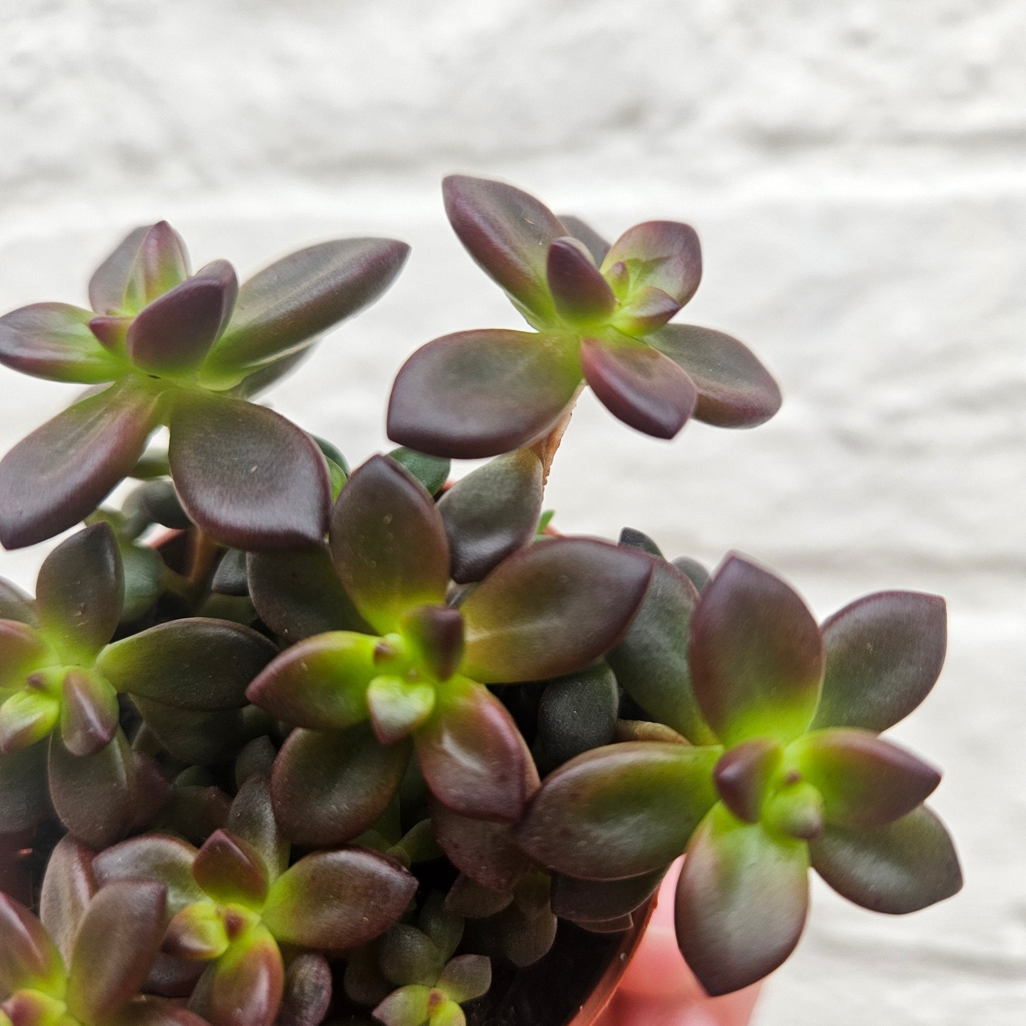 Echeveria Compressicaulis - SGP Garden Ltd