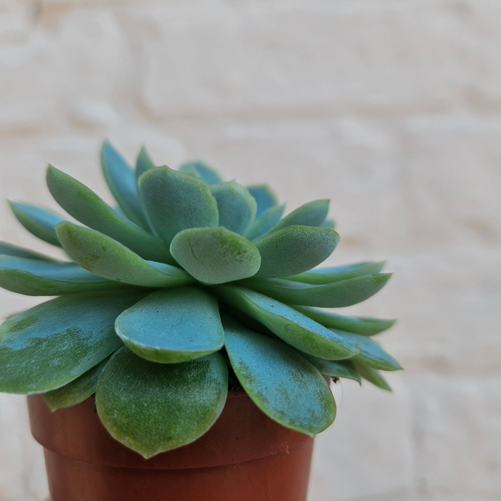 Echeveria elegans - SGP Garden Ltd