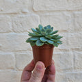 Echeveria elegans - SGP Garden Ltd