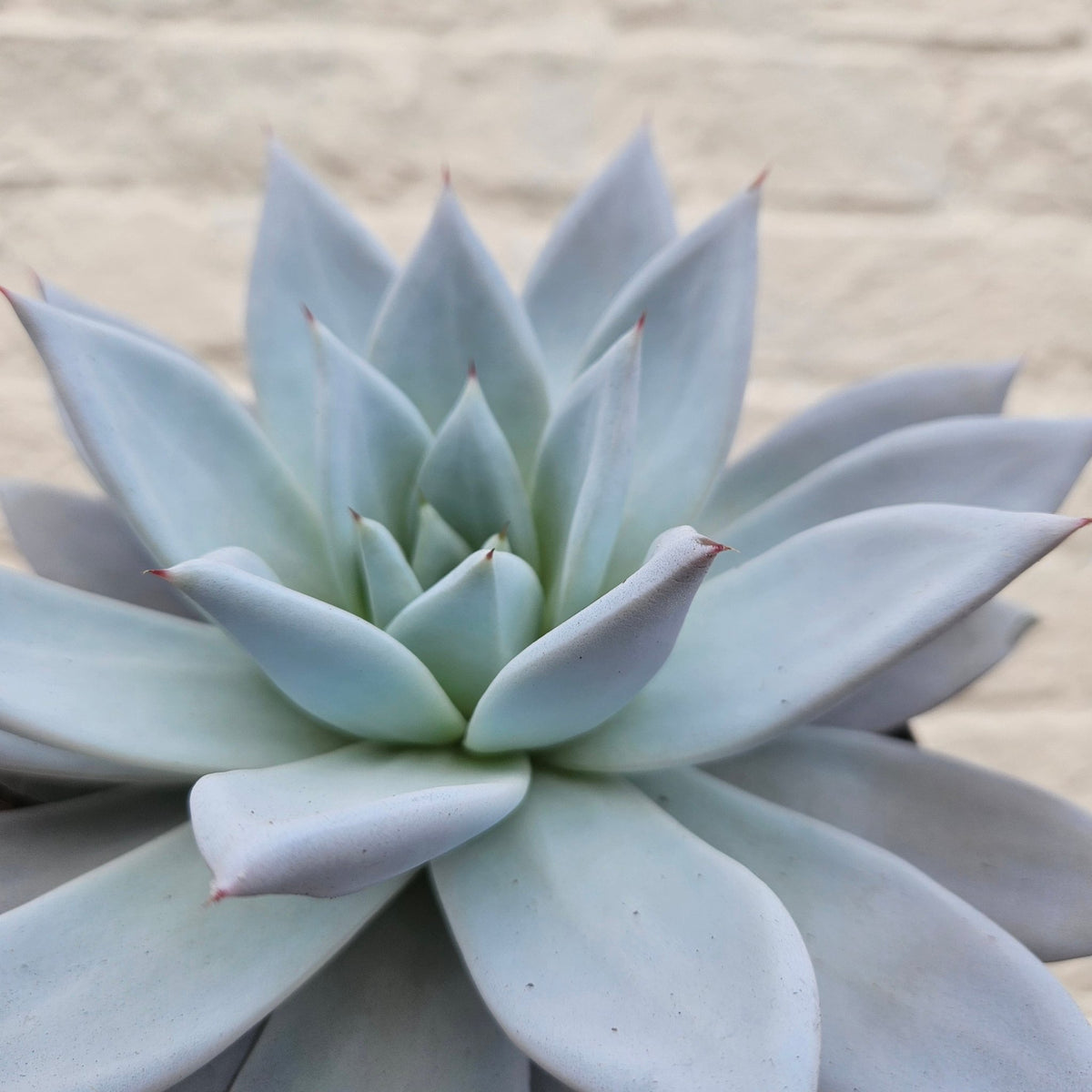 Echeveria 'Mexican Giant' - SGP Garden Ltd
