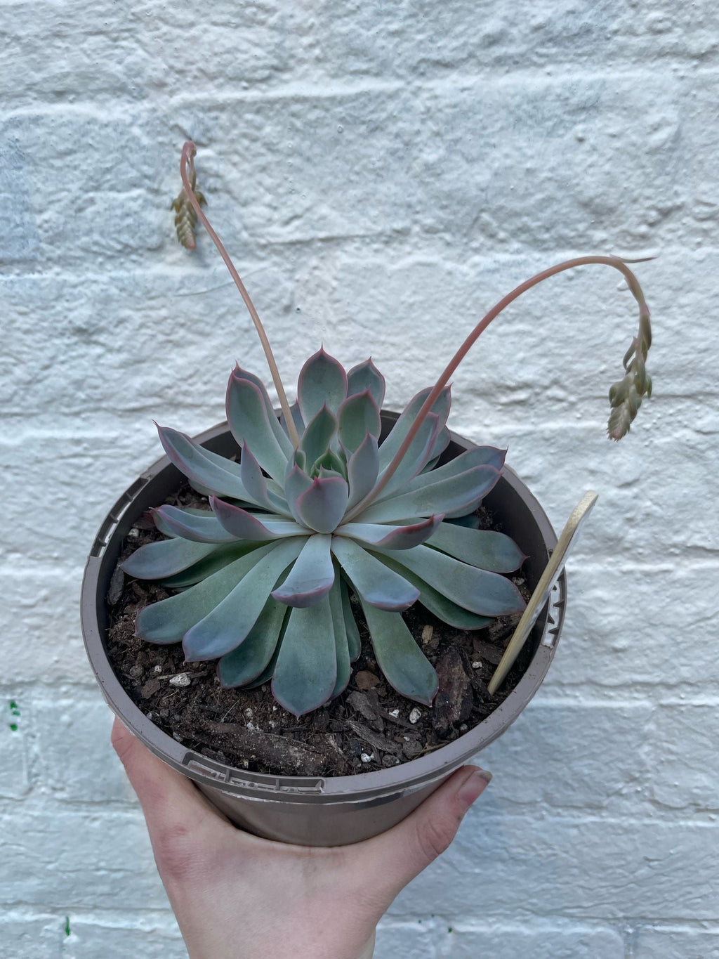 Echeveria Pulidonis - SGP Garden Ltd