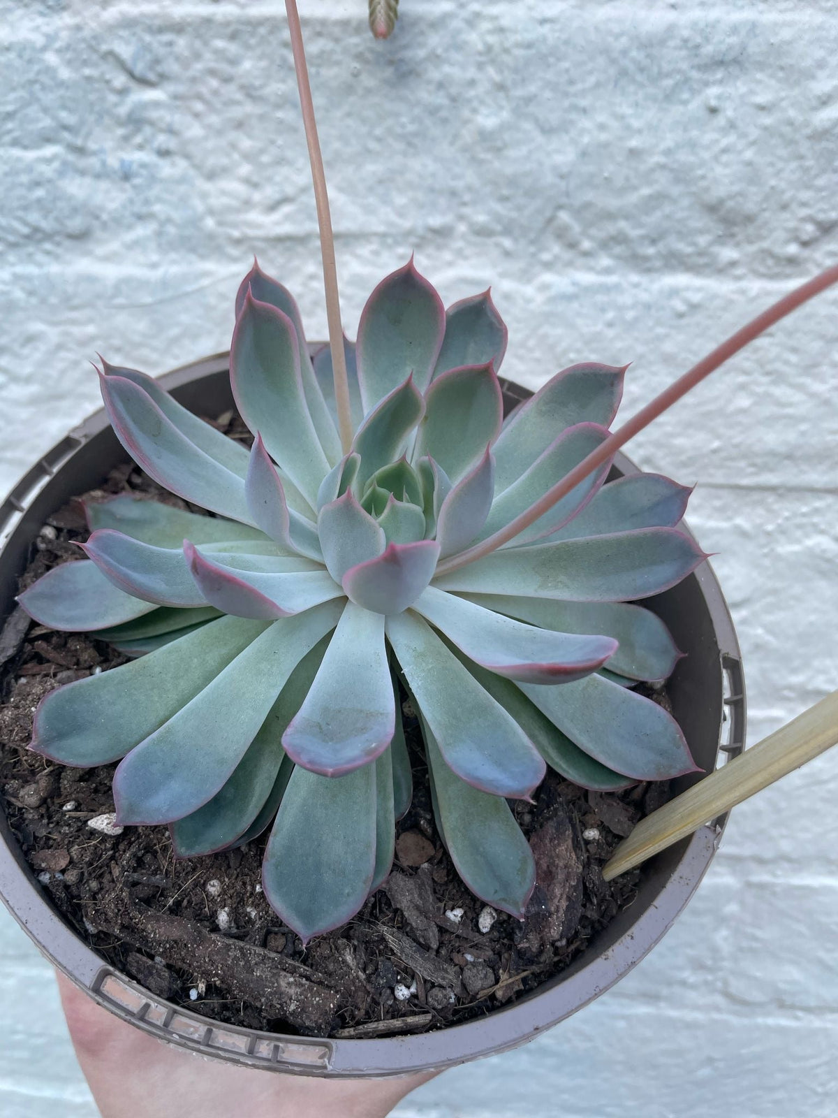 Echeveria Pulidonis - SGP Garden Ltd