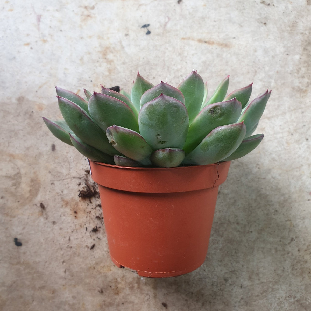 Echeveria pulidonis 'Amado' - SGP Garden Ltd