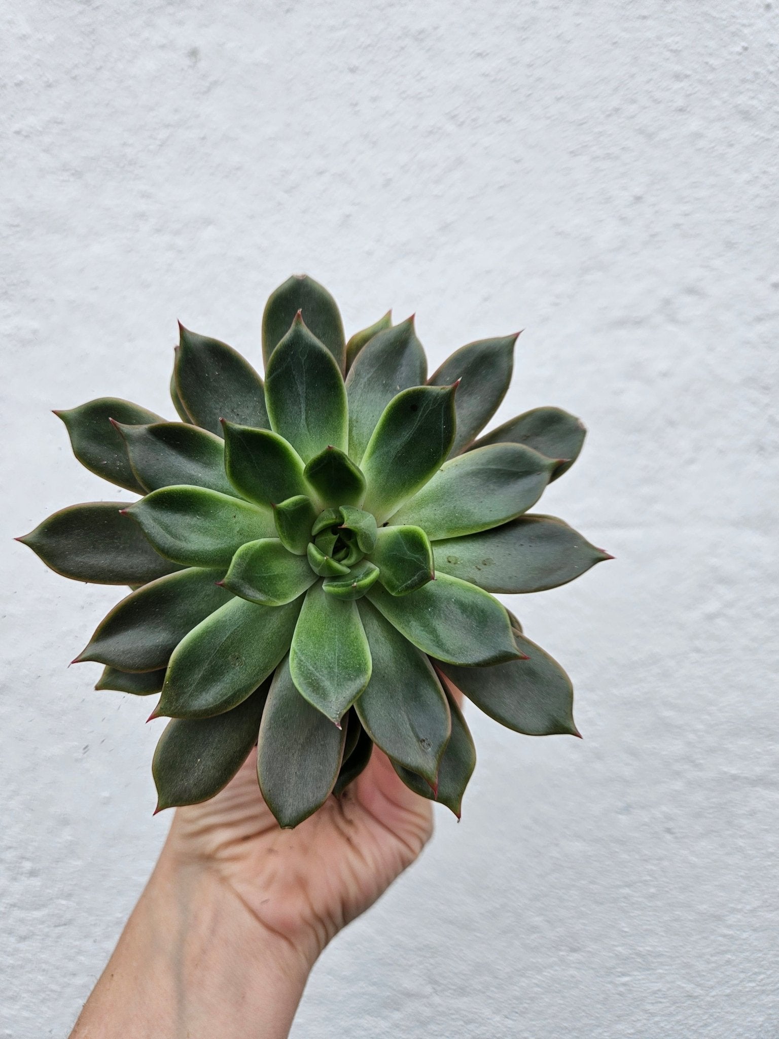 Echeveria pulidonis 'Amado' - SGP Garden Ltd