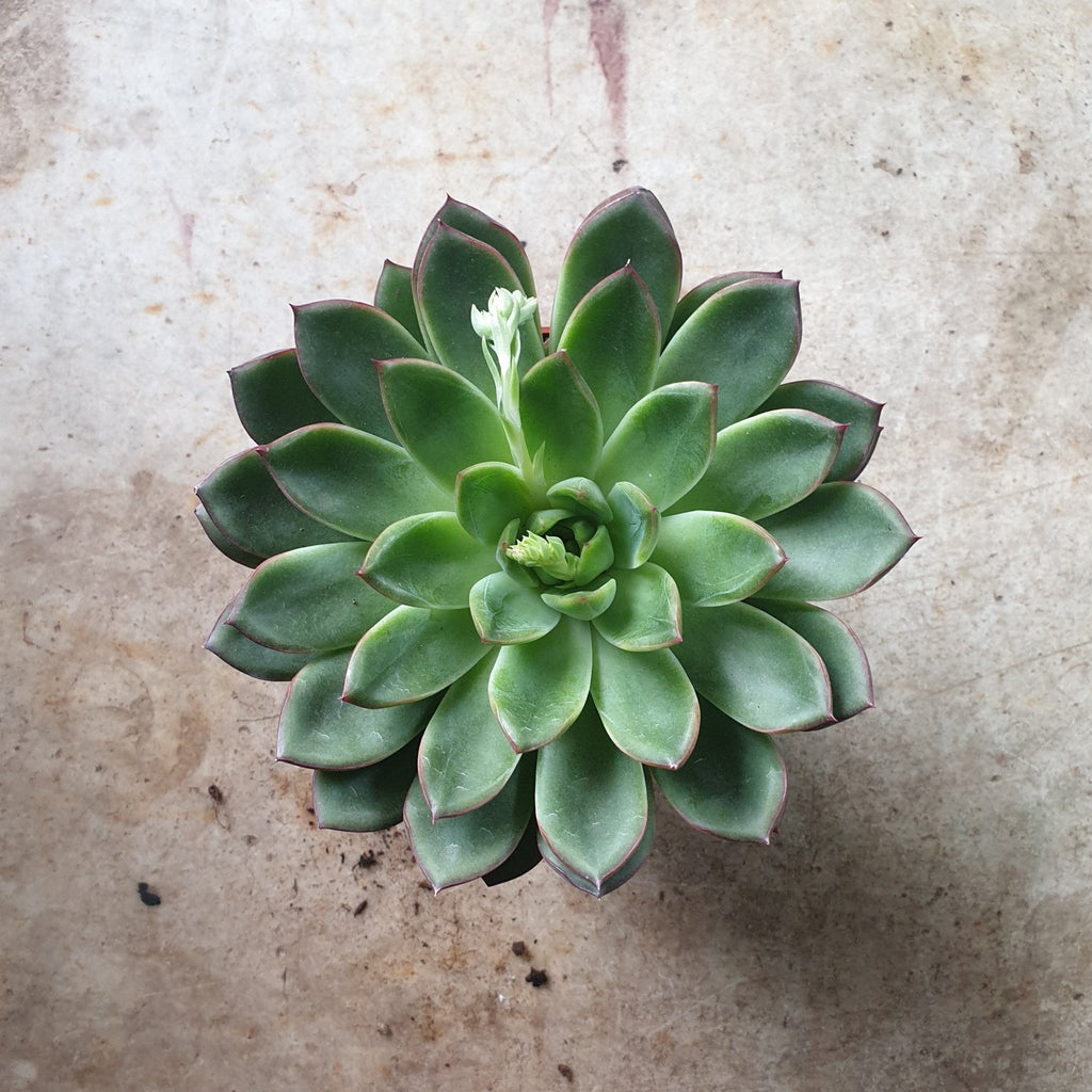 Echeveria pulidonis 'Amado' - SGP Garden Ltd
