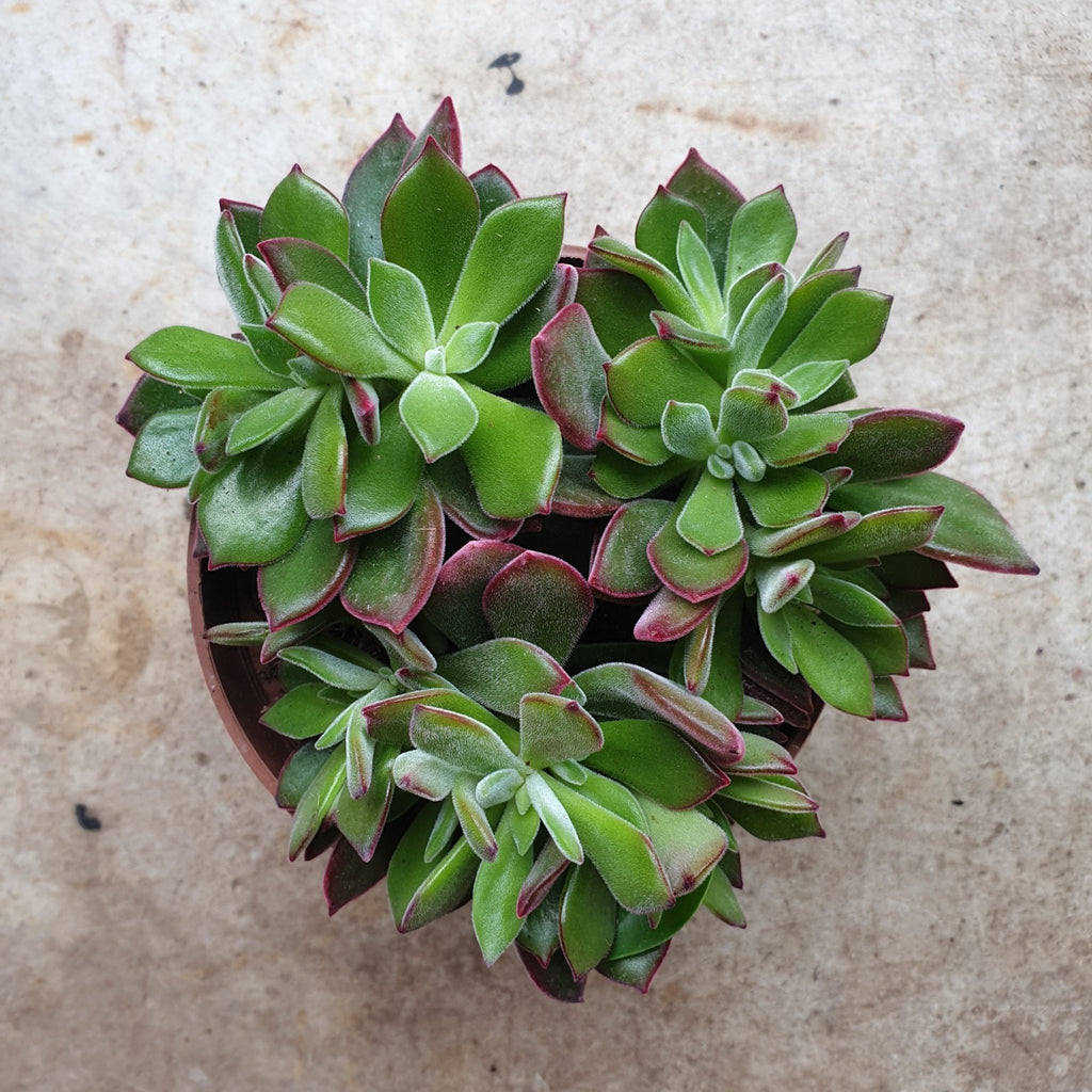 Echeveria pulvinata 'Devotion' - SGP Garden Ltd