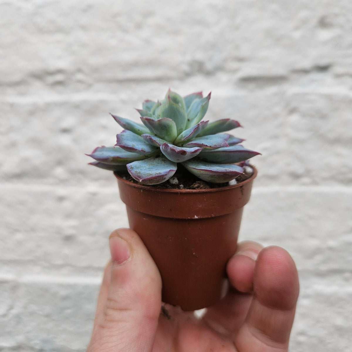 Echeveria 'Surprising Bonbon' - SGP Garden Ltd