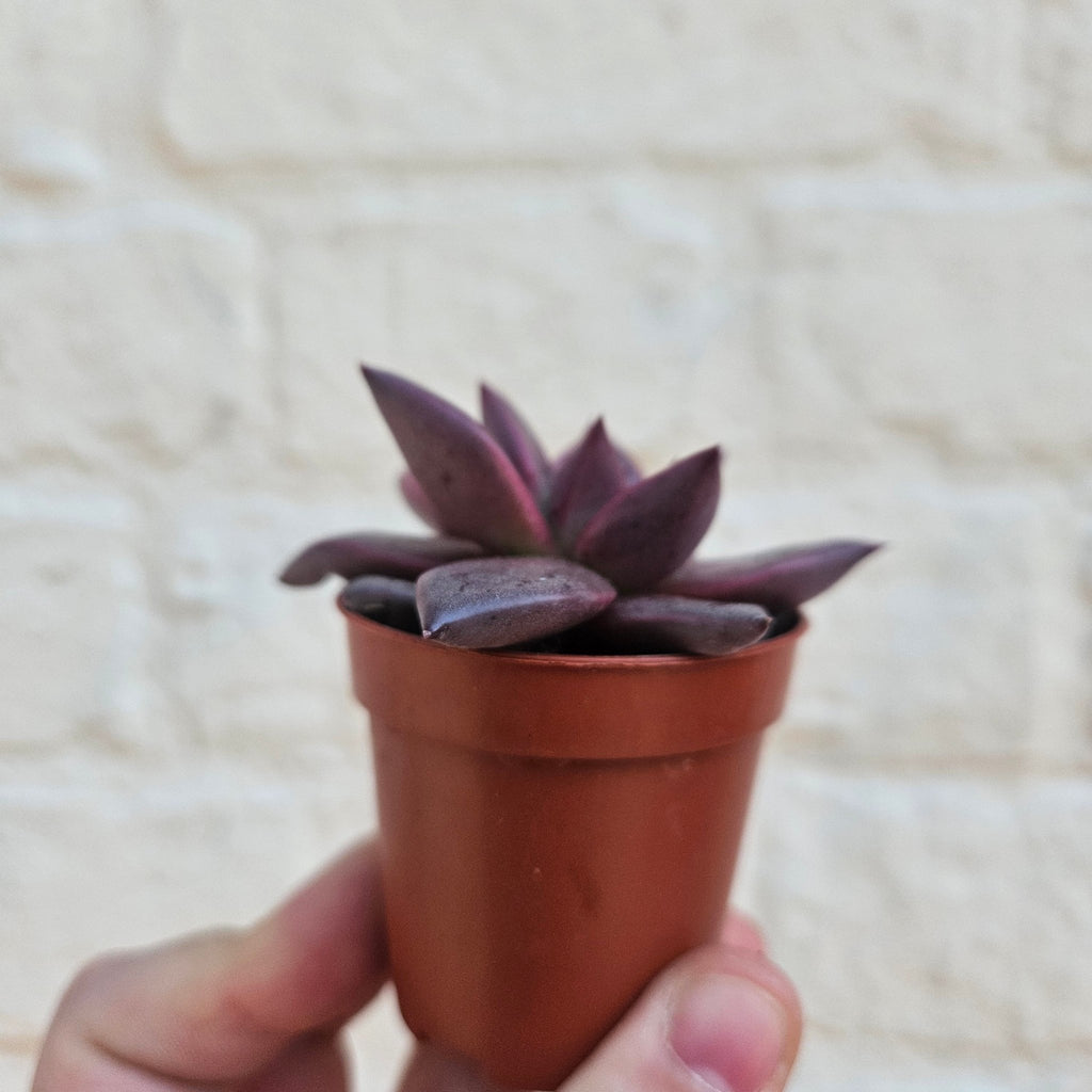 Echeveria Taurus - SGP Garden Ltd