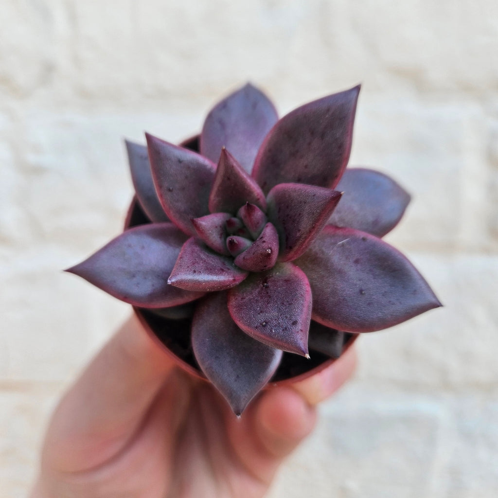 Echeveria Taurus - SGP Garden Ltd