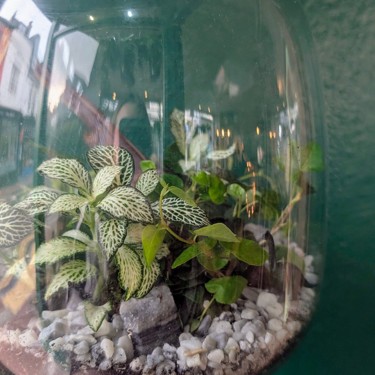 Egg Shaped Terrarium - SGP Garden Ltd