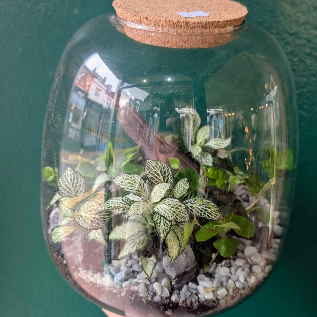 Egg Shaped Terrarium - SGP Garden Ltd