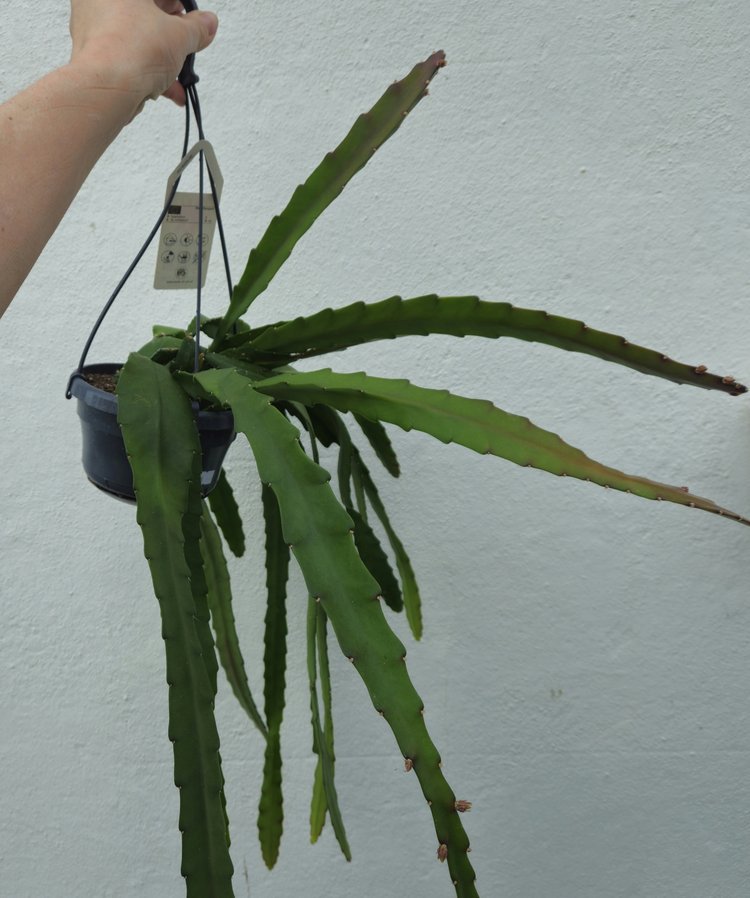 Epiphyllum ackermannii (Orchid Cactus) - SGP Garden Ltd