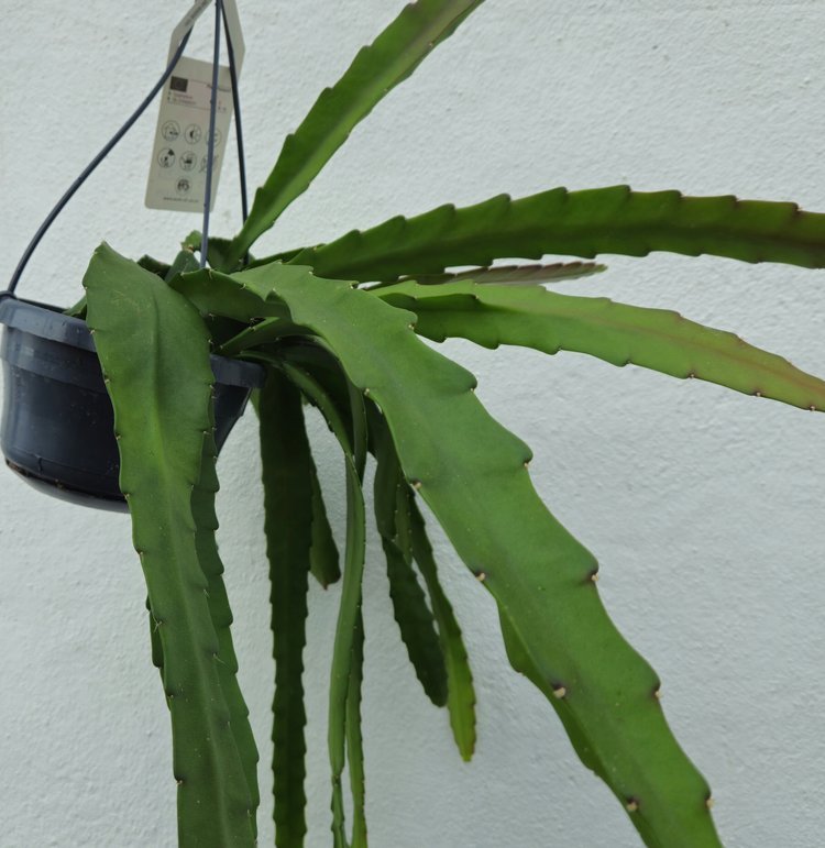 Epiphyllum ackermannii (Orchid Cactus) - SGP Garden Ltd
