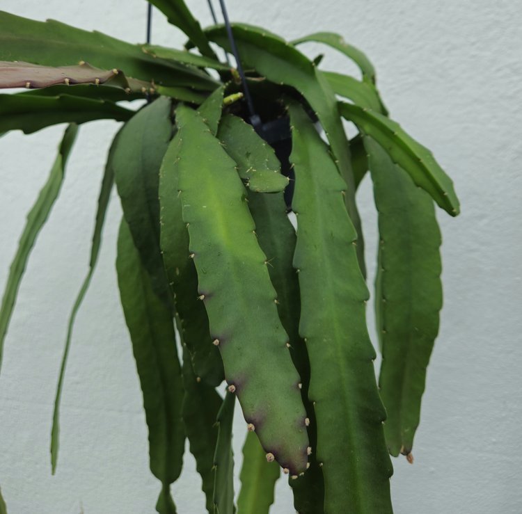 Epiphyllum ackermannii (Orchid Cactus) - SGP Garden Ltd
