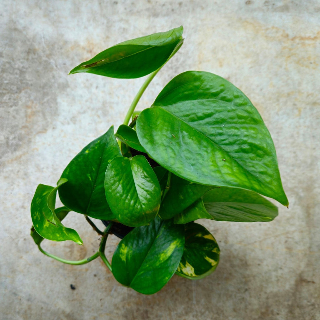 Epipremnum aureum (Golden Pothos) - SGP Garden Ltd