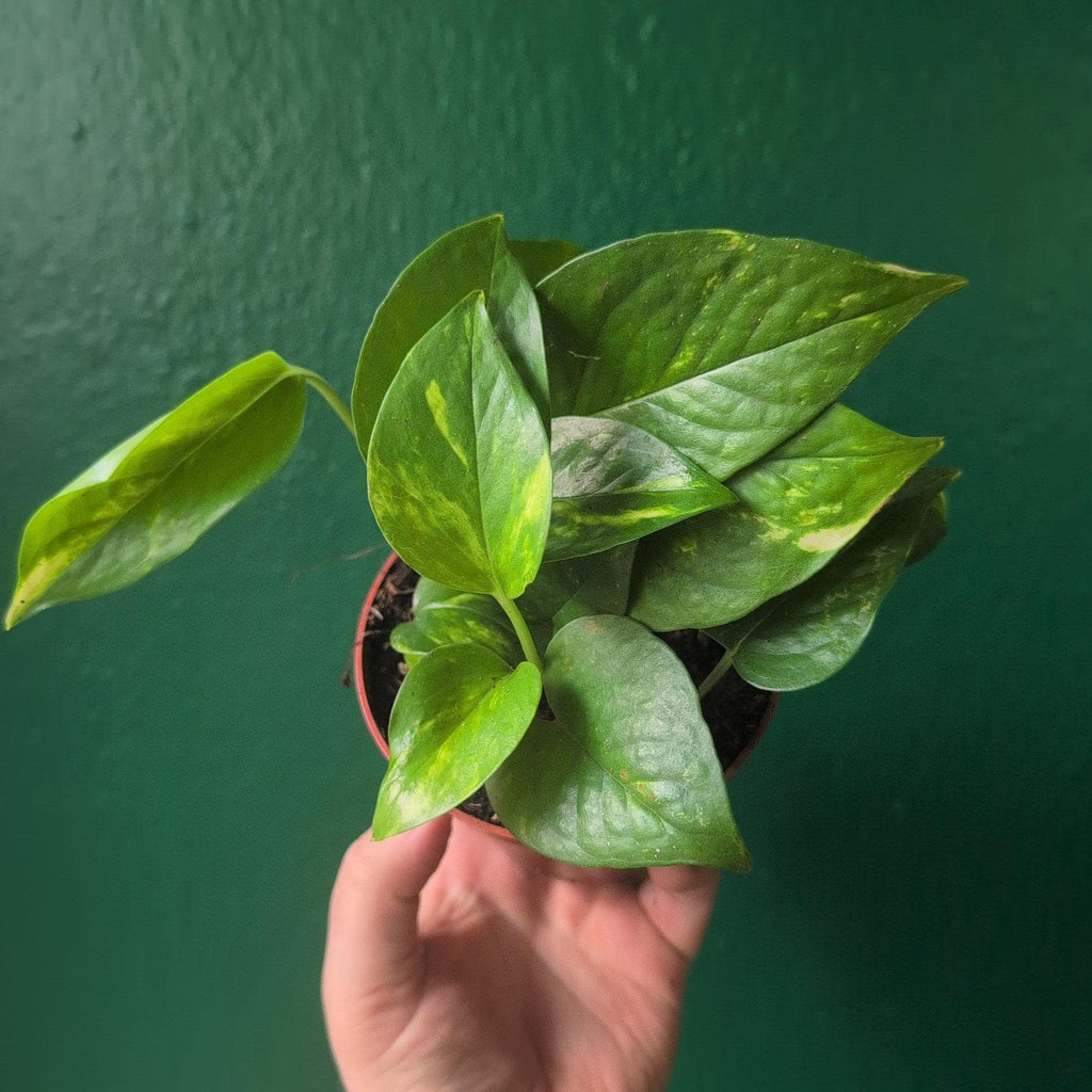 Epipremnum aureum (Golden Pothos) - SGP Garden Ltd