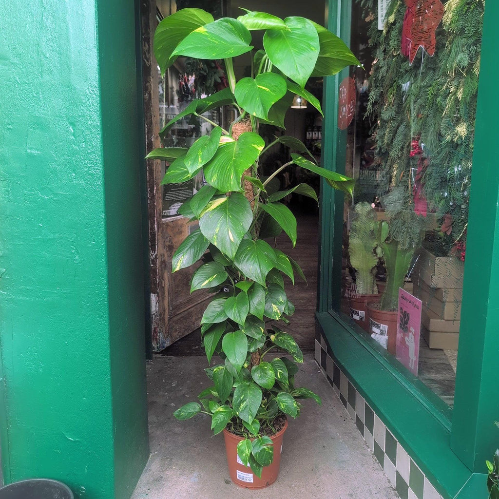 Epipremnum aureum (Golden Pothos) - SGP Garden Ltd