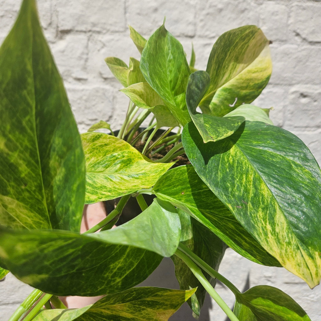 Epipremnum aureum 'Hi-Colour' (Pothos) - SGP Garden Ltd